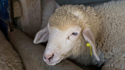 Naklejka premium sheep in farm