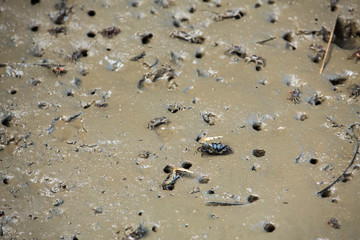 Fiddler crap in mud