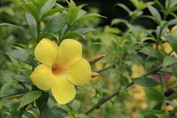 Yellow flowers flowered along the path. The beauty that exists naturally. In the outdoor garden Green leaves are the background.