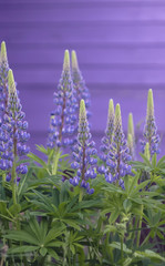 Naklejka premium Wild purple lupines flowers blooming in the summer park.