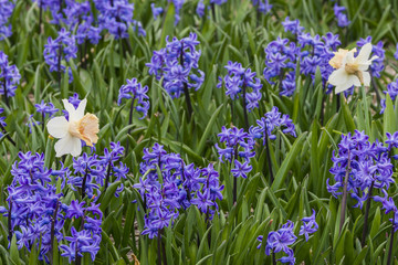 Fototapeta premium Two Daffodils, The Netherlands