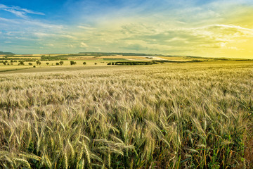 Summer Landscape with Wheat Field Before Sundown.