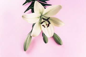 Beautiful white lily on pink background.