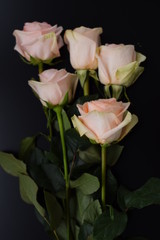 Still life with light pink roses laying on dark background