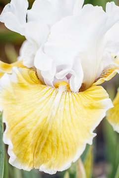 Beautiful multicolored iris flower.