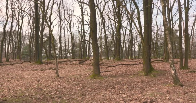 Brown leaf carpet in oak forest + pan. OUD REEMST, VELUWE, THE NETHERLANDS
