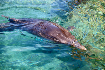 Obraz premium dolphin in Red sea