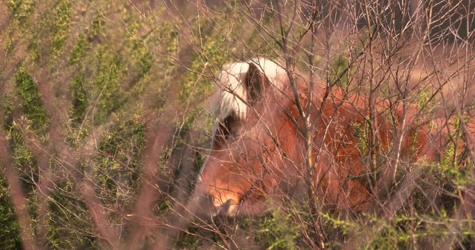 Icelandic horse carefully eats prickly common gorse (Ulex europaeus). Biotope conservation with large herbivores in the dry sandy soils of Veluwe National Park, The Netherlands.