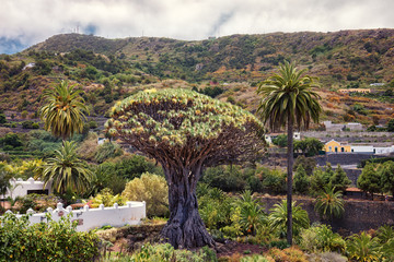 Fototapeta na wymiar Tenerife, Drago, Icod de los Vinos