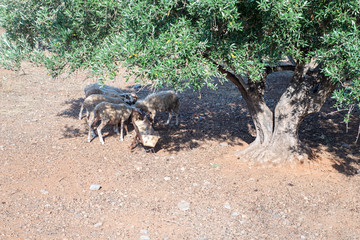 Sheeps eating from the trough under green olive tree in Crete, Greece