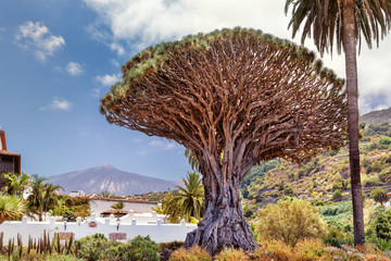 Tenerife, Drago, Teide, Icod de los Vinos