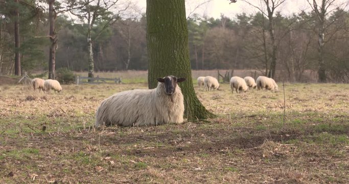 Black faced heath sheep lying down next to a tree, ruminating.  Flock of sheep in background. The Schoonebeeker heath sheep or Groot Heideschaap, is a rare Dutch heritage breed of heath grazing sheep