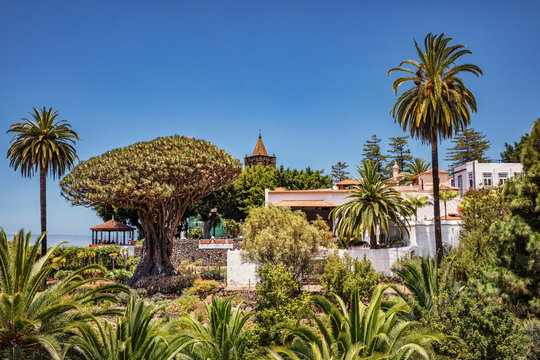 Tenerife, Drago, Icod de los Vinos