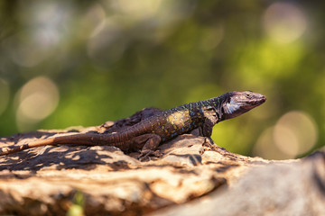 Tenerife Lizard, Male, Gallotia galloti eisentrauti