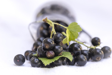 The blackcurrant (Ribes nigrum) is a woody shrub in the family Grossulariaceae grown for its piquant berries