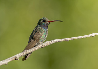 Broad-billed Hummingbird