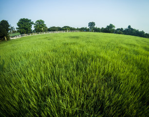 Beautiful green rice field , sakonnakhon, Thailand