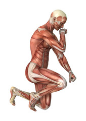 3D Rendering Male Figure Muscle Maps on White