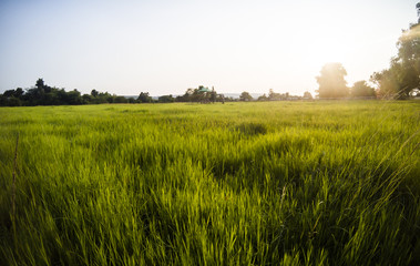 Obraz premium Beautiful green rice field , sakonnakhon, Thailand