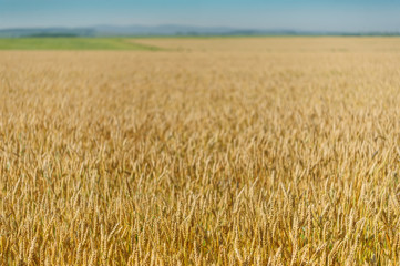 wheat field