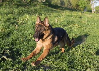 German shepherd runs in the summer park
