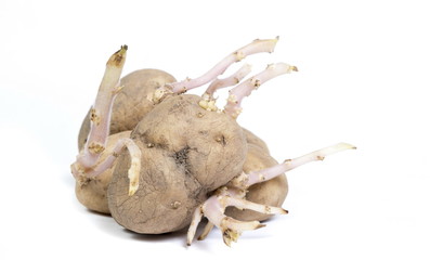 Germinated potatoes on white background