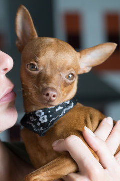 Small tired dog with cute black scarf on the collar resting in the hands of its female owner