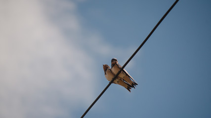 swallows arrived in summer, summer swallows birds sitting  on cable outdoor