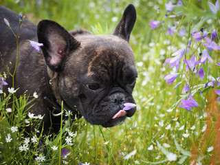Funny dog tries a flower. Animal in a field among the tall grass