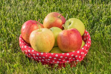 Basket of ripe apples on the grass