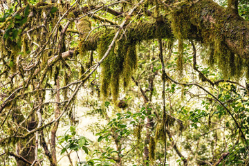 Tenerife, Teno Mountains, Laurel Forest near Erjos