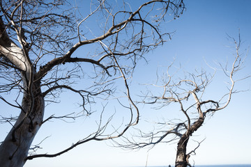 Tote Zweige vor dem Himmel