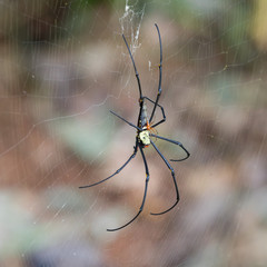 Big tropical spider Nephila