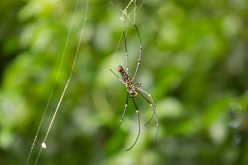 Big spider Nephila on the web