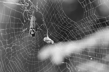 A big tropical spider puts himself in order after a successful hunt - black and white