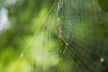 Large tropical spider Nephila from rainforest