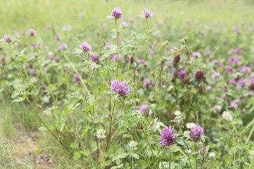 Summer bright green meadow with clover