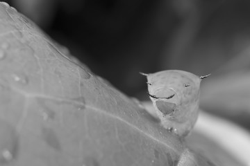 Green caterpillar with horns on a leaf in a macro - black and white