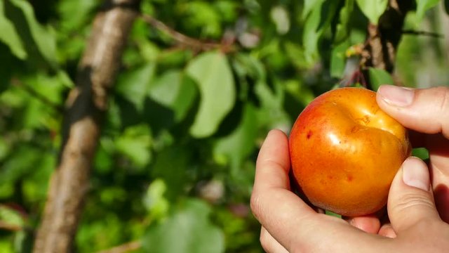 Woman's hand picking ripe apricot fruit on apricot tree - pan right, UHD