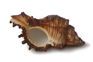 Realistic dark brown seashell on white background