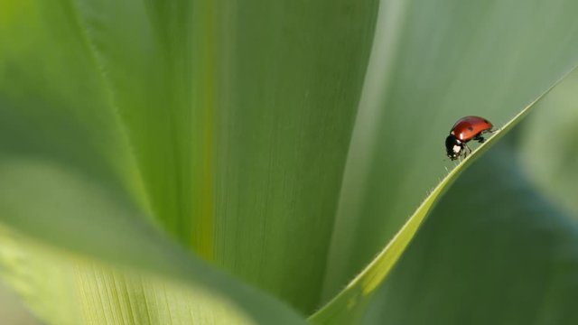 Close-up of tiny red Coccinellidae beetle 4K 2160p 30fps UltraHD footage - Ladybug on the corn leaf shallow DOF 3840X2160 UHD video 