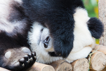 Obraz premium Giant Panda sleeping on wooden platform