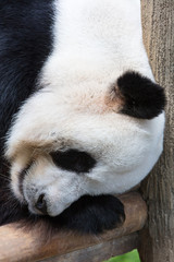 Giant Panda sleeping on wooden platform