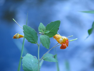 Beautiful closup of Orange Jewelweed in front of the water, macro of Touch-me-not, Impatiens capensis