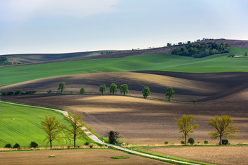 Fototapeta na wymiar South Moravia landscape with wavy fields