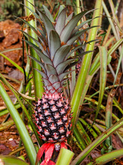 Pineapple Plant