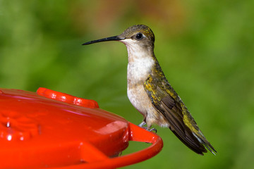 Sweet Hummingbird Feeder