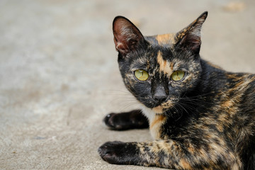 Calico Cat Looking On The Floor,Thailand.