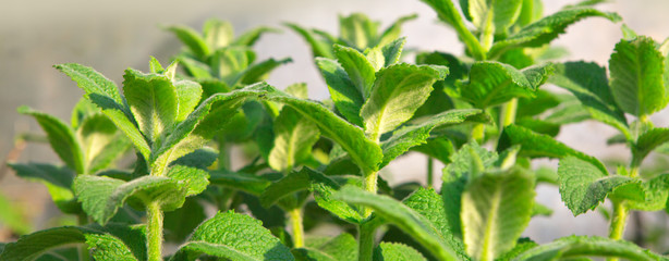 Close up view of a peppermint plant.