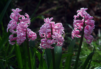 Bei Fiori